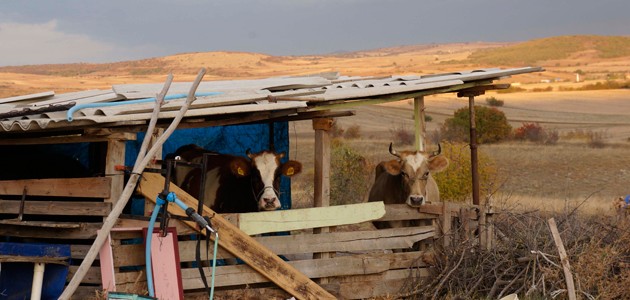Sınırda otlayan inekler yurda kaçak geçiş yaptı