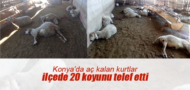 Konya’da aç kalan kurtlar 20 koyunu telef etti