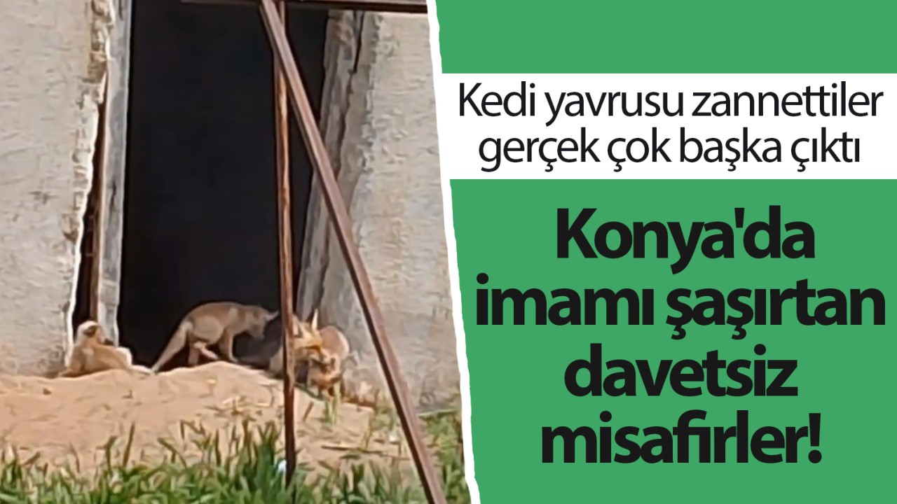 Konya’da imamı şaşırtan davetsiz misafirler! Kedi yavrusu zannettiler gerçek çok başka çıktı